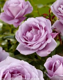 Velkokvětá růže - fialová - hrnkové sazenice - – Garden Seeds Market | Doprava zdarma