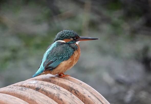Point and Shoot Nature Photographer with Birds & Nature Tours Portugal in Lisbon and the Alentejo.