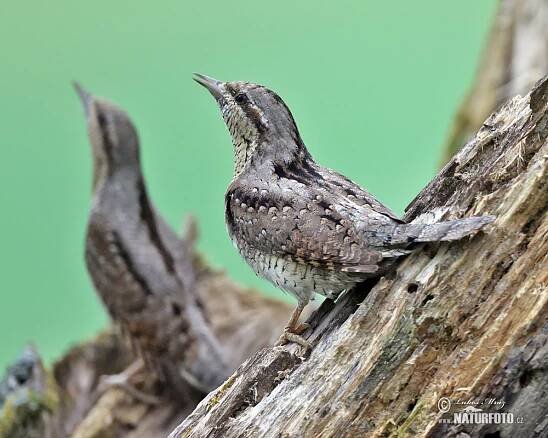 Krutihlav obecný | Naturfoto.cz
