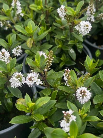 Hebe KVETOUCÍ Bílé Naughties WHITE Bianco – sazenice Barva květů bílá