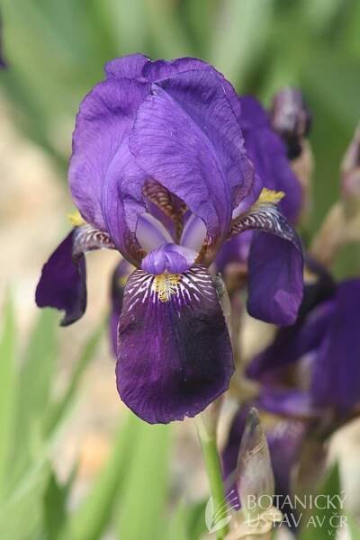 Iris barbata media King George (1) | HORTIFOTO | Autoři | iBotky.cz