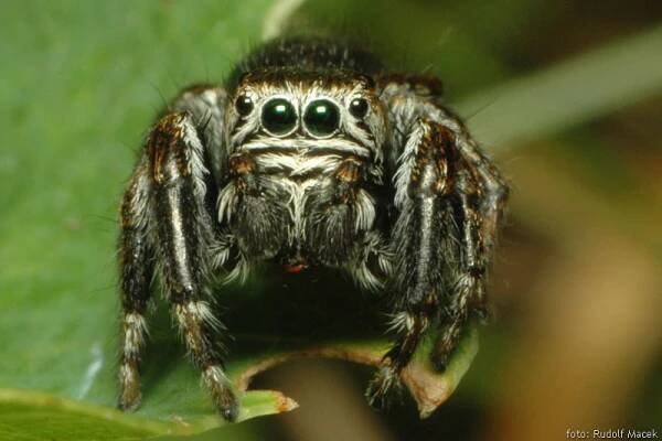 Česká arachnologická společnost - Evarcha arcuata (Clerck, 1757) [skákavka černá] → Čeleď: Salticidae → Rod: Evarcha