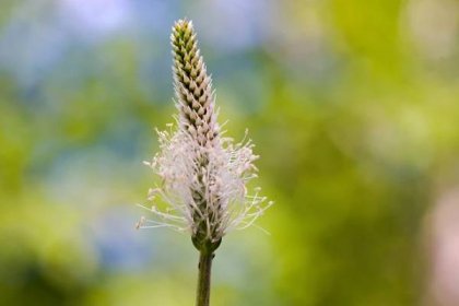 Jitrocel není pouze nechtěný plevel, má také zdraví prospěšné účinky