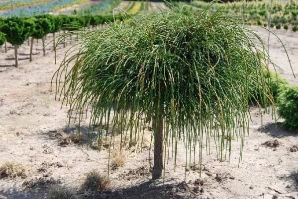 THUJA ZERAV OBROVSKÝ WHIPCORD na kmínku