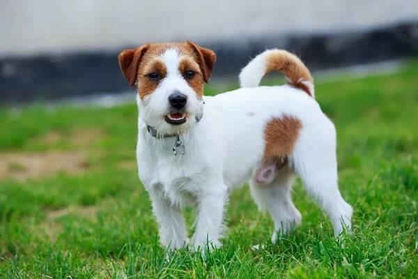 Jack Russell Terrier: Charakter, Haltung & Pflege
