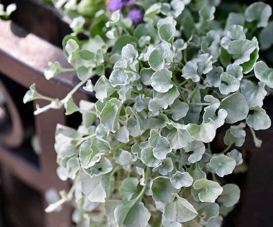 dichondra silver falls plants growing over balcony rail