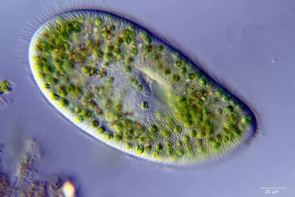 Soubor:Paramecium bursaria.jpg – Wikipedie