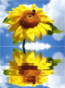 Slunečnice GIF - 95 krásných animací gif zdarma