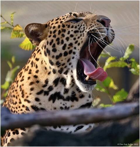 Levhart jávský - Zoo Praha