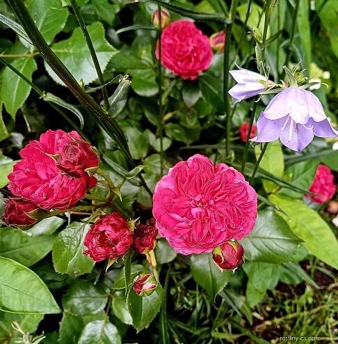 Růže Leonardo da Vinci - Sadové růže (Rosa)