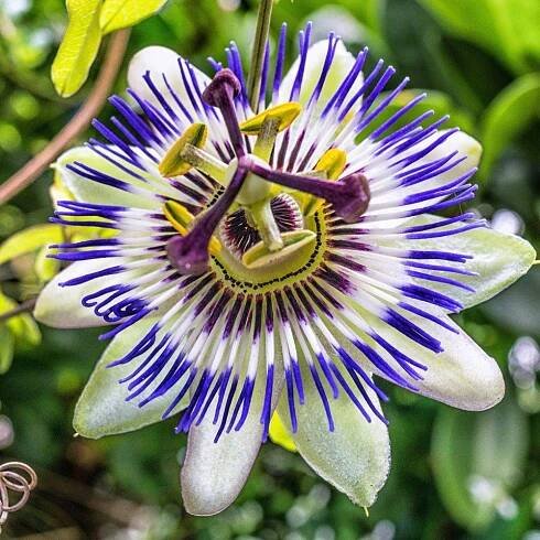passiflore