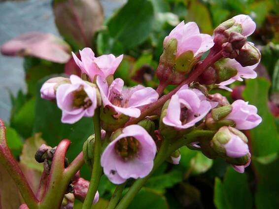 Bergénie srdčitá 'Rotblum' - Bergenia cordifolia 'Rotblum'