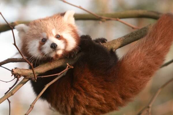 Panda červená – Wikipedie