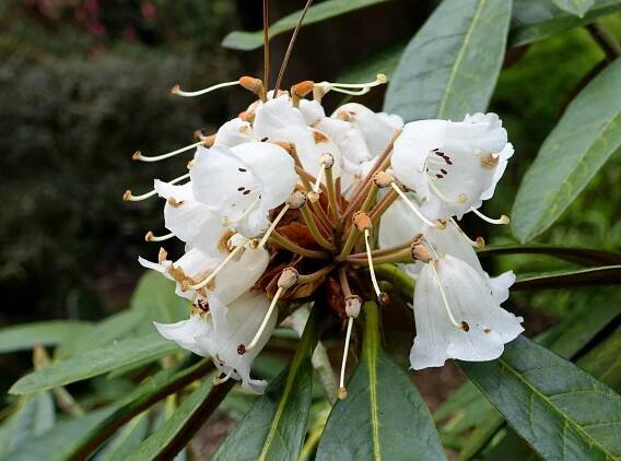 Rhododendron arizelum