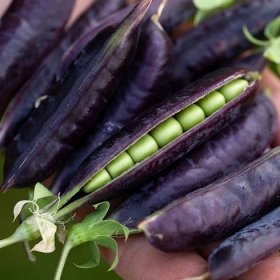 Hrách dřeňový Desiree – Pisum sativum – semena zeleniny
