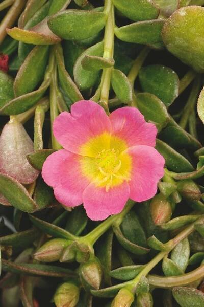 Mojave® Pink - Purslane - Portulaca umbraticola | Proven Winners