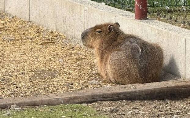 Fifinka se našla! Ztracená kapybara celou dobu felila u vodního kanálu