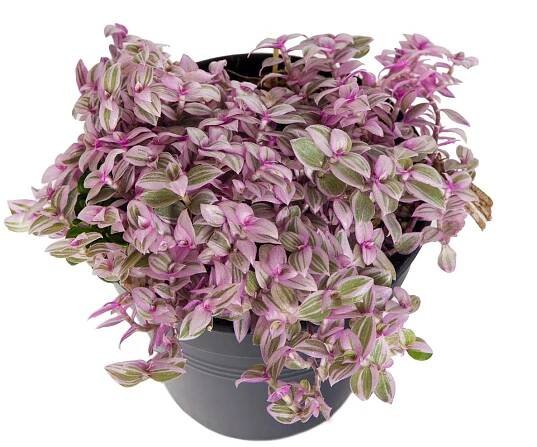 Kalísie Rosata, Callisia repens Rosata, skladem | ZAZUMi.cz