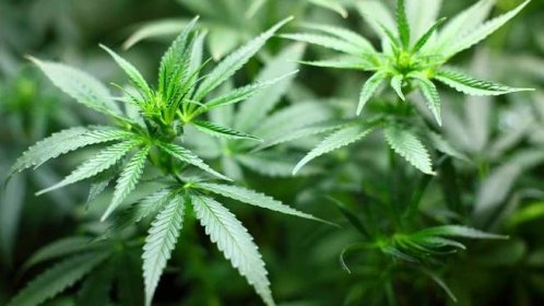 Italský soud povolil pěstování marihuany pro vlastní potřebu