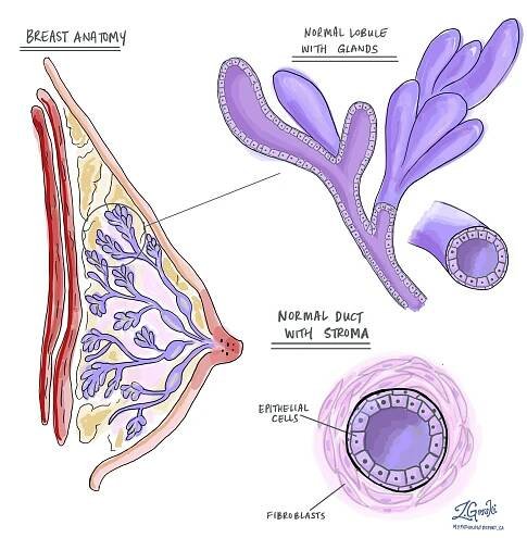 normální anatomie prsu