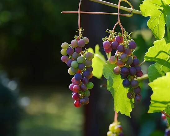 Září, čas na sklizeň vinné révy: Průvodce správným sběrem a skladováním hroznů – Príma receptář.cz