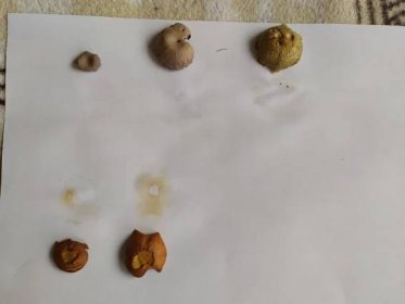 Jak se rozmnožují houby? | Základní škola Komenského, Trutnov