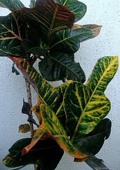 Podivec pestrý (Codiaeum variegatum)
