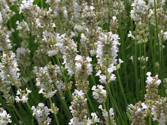 Lavandula angustifolia Hidcote White | Lavandula - levandule |Zahradnictví Franc 
