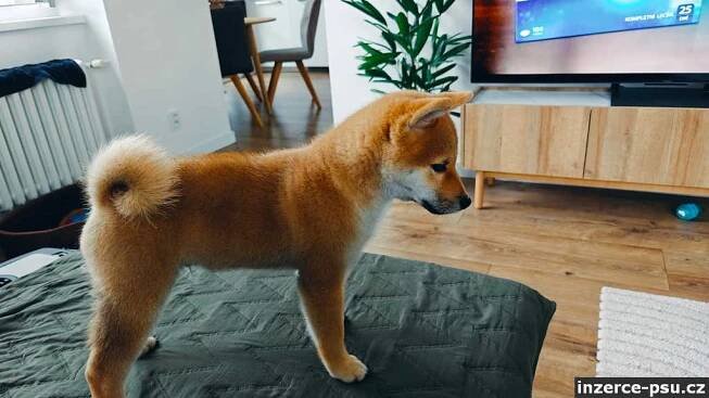 Štěně Shiba Inu (PP)