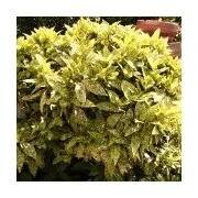 Aucuba japonica Variegata 25/30 cm