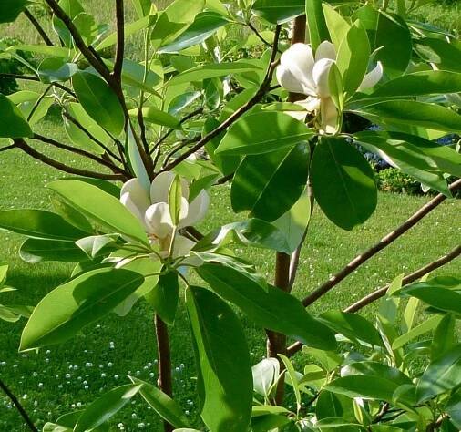 Sweetbay Magnolia