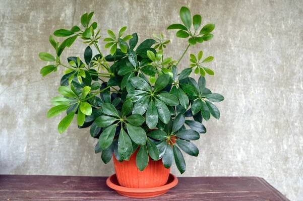 Strom Schefflera Charlotte – popis, pěstování, foto