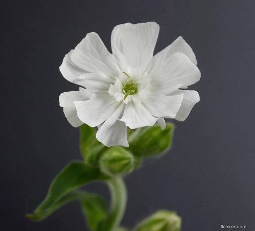 Silenka širolistá - Silene latifolia