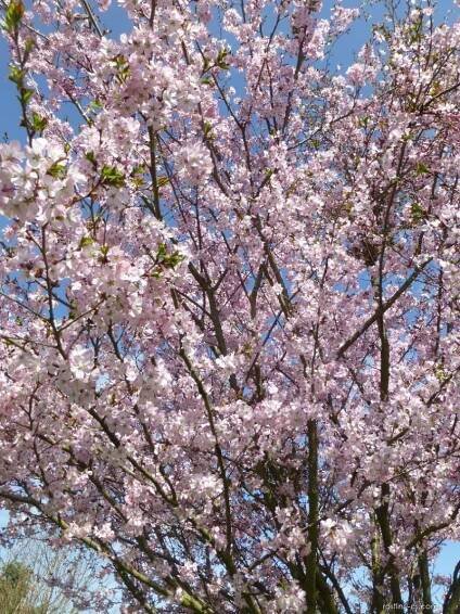 Slivoň vyříznutá (Prunus incisa)