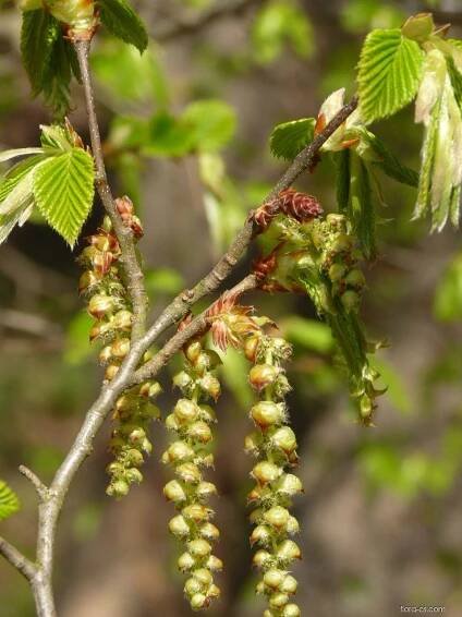 Habr obecný (Carpinus betulus)