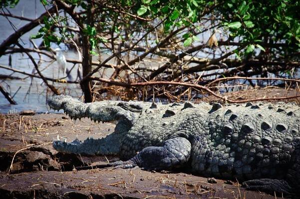 Crocodille