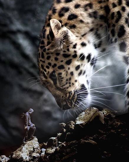 a man standing next to a large leopard on top of a rocky hill with it's head down