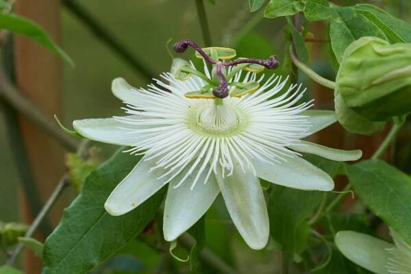 Passiflora caerulea ´Constance Eliott`
