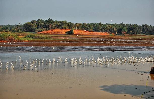 Thrissur-Ponnani Kole Wetlands