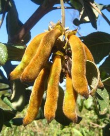 Mocuna-sametové fazole :: detoxikace