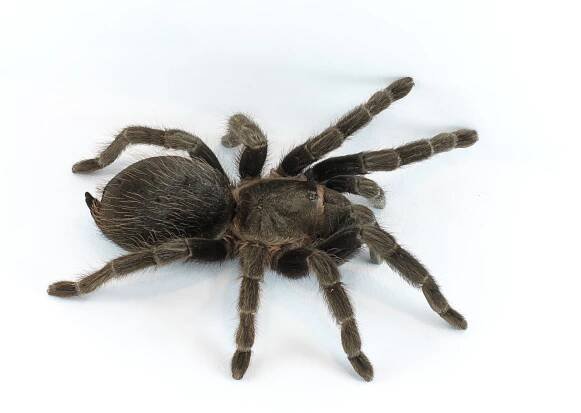 File:Brachypelma vagans p1.jpg - Wikimedia Commons