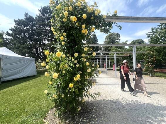 Olomoucké rozárium zařadili k nejlepším na světě. Takto to tam teď kvete