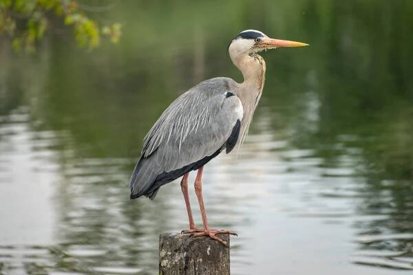 Volavka popelavá / Grey heron