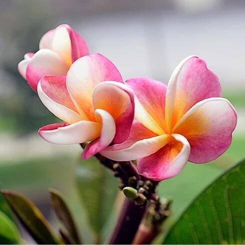 Plumérie – Havajská květina – Plumeria – osivo plumérie
