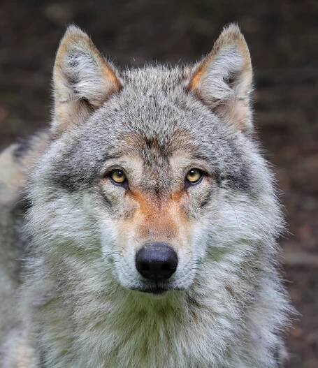 Soubor:Loup gris (Canis lupus ).jpg – Wikipedie