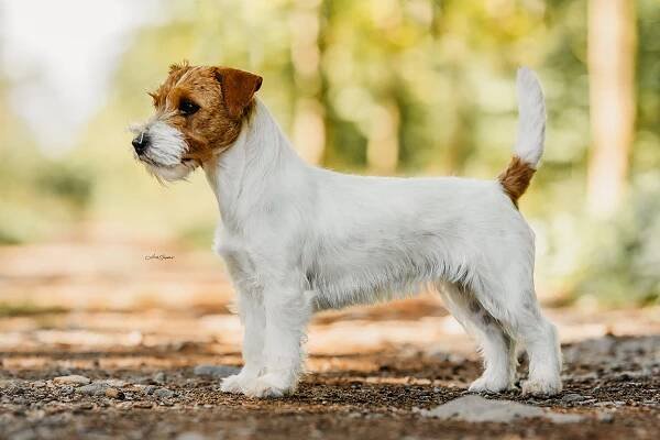 G vrh od Hadího potoka – Jack Russell teriér od Hadího potoka