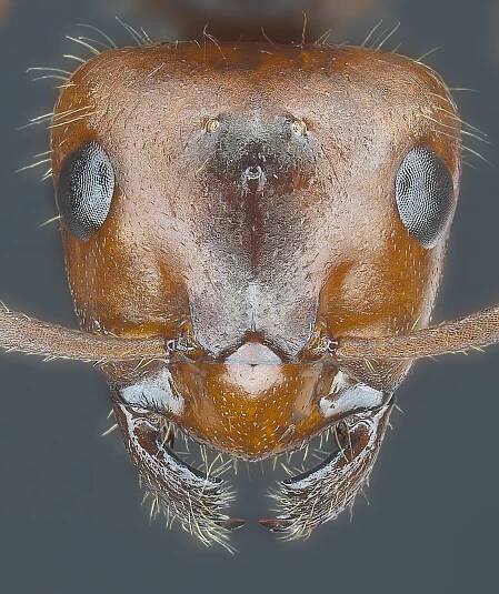 Formica truncorum gyne