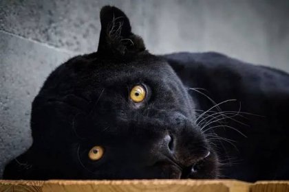 Černý panter a samice: Jaguáři se vrací do Zoo Zlín