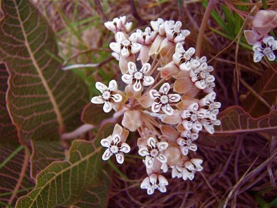 Flora - Sharon Osterholt - Florida Scenics