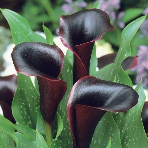 Arum 'Forêt Noire'